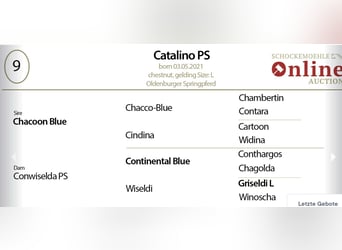 Oldenburg, Castrone, 5 Anni, 168 cm, Sauro