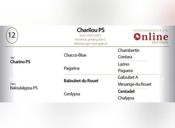 Oldenburg, Castrone, 5 Anni, 168 cm, Sauro