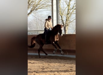 Oldenburg, Castrone, 5 Anni, 168 cm, Sauro scuro