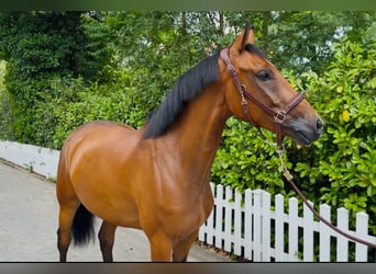 Oldenburg, Castrone, 5 Anni, 169 cm, Baio