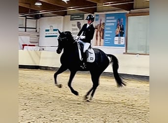 Oldenburg, Castrone, 5 Anni, 169 cm, Baio nero