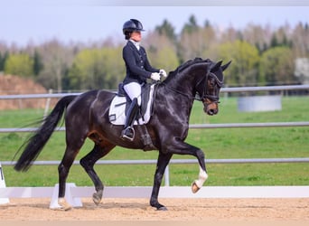 Oldenburg, Castrone, 5 Anni, 169 cm, Baio nero