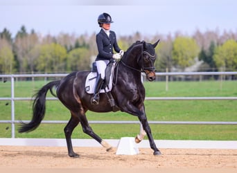 Oldenburg, Castrone, 5 Anni, 169 cm, Baio nero