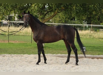 Oldenburg, Castrone, 5 Anni, 169 cm, Baio scuro