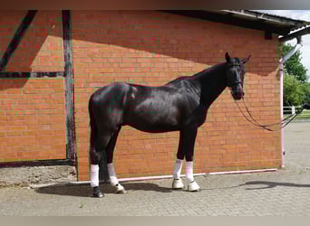Oldenburg, Castrone, 5 Anni, 169 cm, Morello