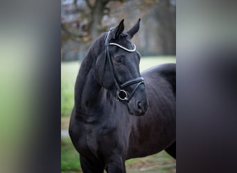 Oldenburg, Castrone, 5 Anni, 169 cm, Morello