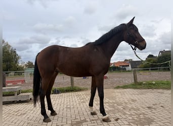 Oldenburg, Castrone, 5 Anni, 170 cm, Baio