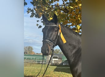 Oldenburg, Castrone, 5 Anni, 170 cm, Baio nero