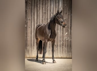 Oldenburg, Castrone, 5 Anni, 170 cm, Baio nero