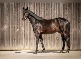 Oldenburg, Castrone, 5 Anni, 170 cm, Baio nero