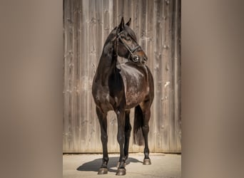 Oldenburg, Castrone, 5 Anni, 170 cm, Baio nero