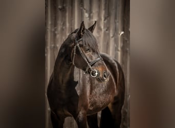 Oldenburg, Castrone, 5 Anni, 170 cm, Baio nero