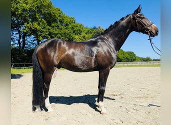 Oldenburg, Castrone, 5 Anni, 170 cm, Baio scuro