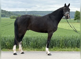 Oldenburg, Castrone, 5 Anni, 170 cm, Baio scuro