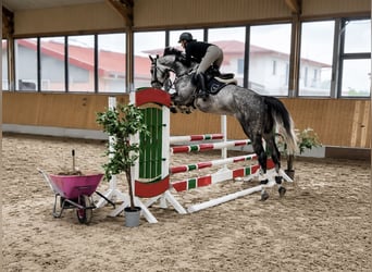 Oldenburg, Castrone, 5 Anni, 170 cm, Grigio pezzato