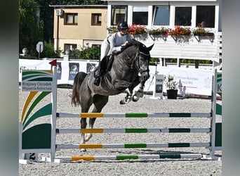 Oldenburg, Castrone, 5 Anni, 170 cm, Grigio pezzato