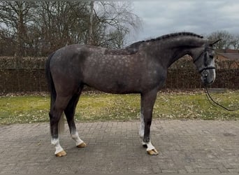 Oldenburg, Castrone, 5 Anni, 170 cm, Grigio