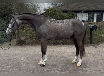 Oldenburg, Castrone, 5 Anni, 170 cm, Grigio