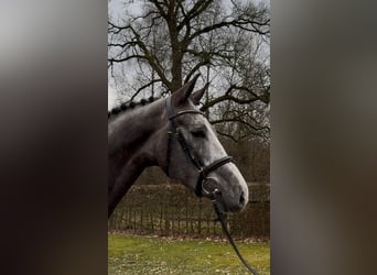 Oldenburg, Castrone, 5 Anni, 170 cm, Grigio