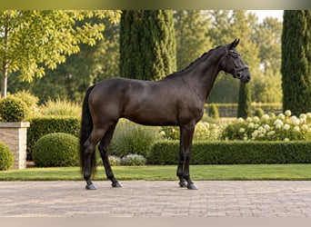 Oldenburg, Castrone, 5 Anni, 170 cm, Morello