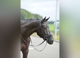 Oldenburg, Castrone, 5 Anni, 170 cm, Morello