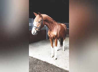 Oldenburg, Castrone, 5 Anni, 170 cm, Sauro