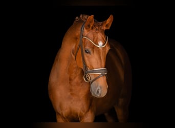 Oldenburg, Castrone, 5 Anni, 170 cm, Sauro
