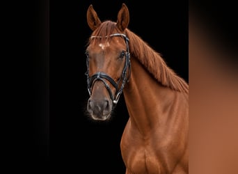 Oldenburg, Castrone, 5 Anni, 170 cm, Sauro scuro