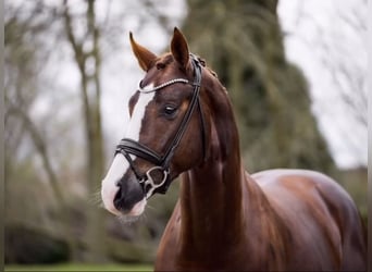 Oldenburg, Castrone, 5 Anni, 170 cm, Sauro scuro
