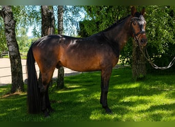 Oldenburg, Castrone, 5 Anni, 171 cm, Baio scuro