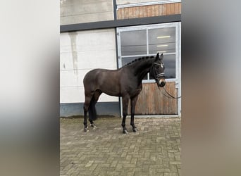 Oldenburg, Castrone, 5 Anni, 171 cm, Baio scuro