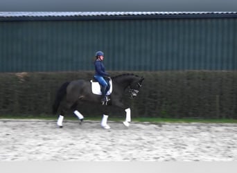 Oldenburg, Castrone, 5 Anni, 171 cm, Baio scuro