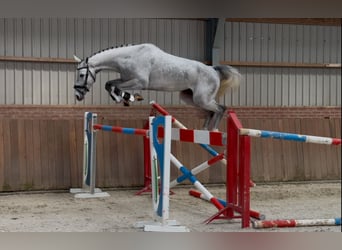 Oldenburg, Castrone, 5 Anni, 171 cm, Grigio