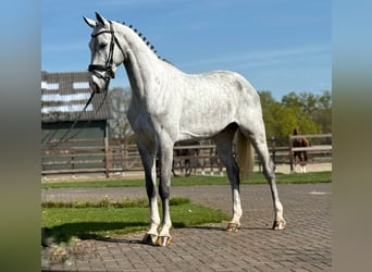 Oldenburg, Castrone, 5 Anni, 171 cm, Grigio