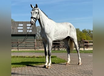 Oldenburg, Castrone, 5 Anni, 171 cm, Grigio