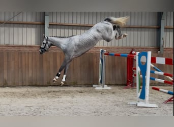 Oldenburg, Castrone, 5 Anni, 171 cm, Grigio