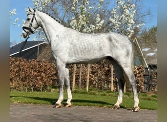 Oldenburg, Castrone, 5 Anni, 171 cm, Grigio