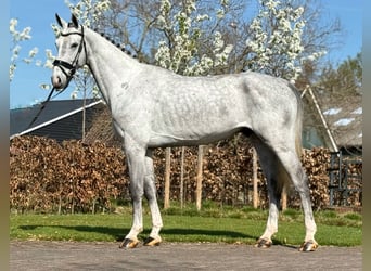 Oldenburg, Castrone, 5 Anni, 171 cm, Grigio