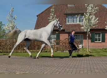 Oldenburg, Castrone, 5 Anni, 171 cm, Grigio