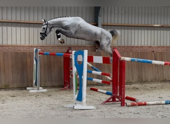 Oldenburg, Castrone, 5 Anni, 171 cm, Grigio