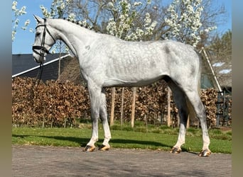 Oldenburg, Castrone, 5 Anni, 171 cm, Grigio