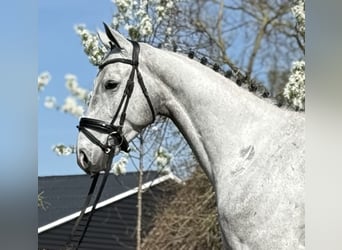 Oldenburg, Castrone, 5 Anni, 171 cm, Grigio