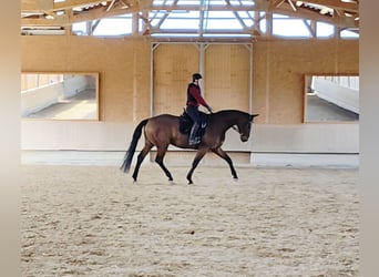 Oldenburg, Castrone, 5 Anni, 172 cm, Baio