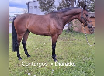 Oldenburg, Castrone, 5 Anni, 172 cm, Baio