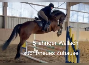 Oldenburg, Castrone, 5 Anni, 172 cm, Baio
