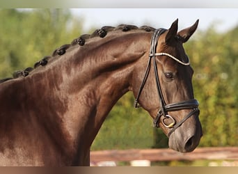 Oldenburg, Castrone, 5 Anni, 172 cm, Baio scuro