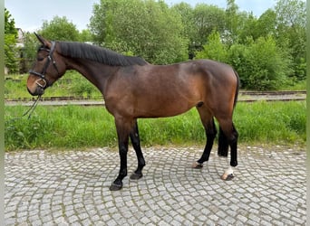 Oldenburg, Castrone, 5 Anni, 172 cm, Baio scuro