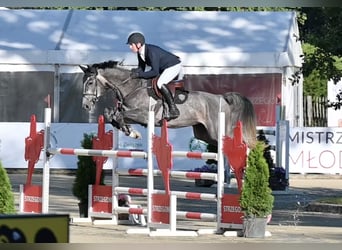 Oldenburg, Castrone, 5 Anni, 172 cm, Grigio pezzato