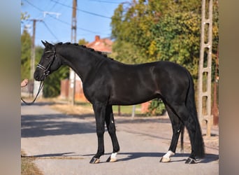 Oldenburg, Castrone, 5 Anni, 172 cm, Morello