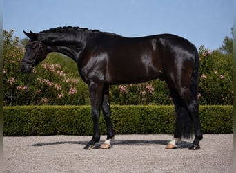 Oldenburg, Castrone, 5 Anni, 172 cm, Morello